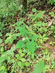 Smallanthus oaxacanus