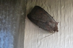 Protolampra sobrina