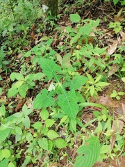 Smallanthus oaxacanus