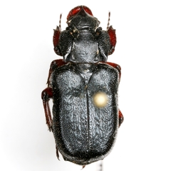 Cremastocheilus planipes