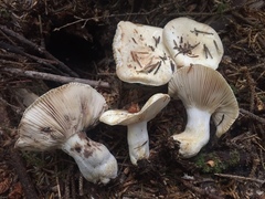 Russula crassotunicata
