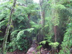 Cyathea atrovirens