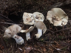 Russula crassotunicata