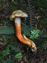 Cortinarius rubicundulus