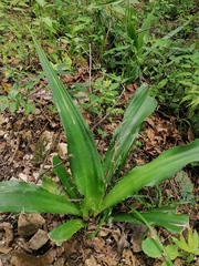 Furcraea guerrerensis