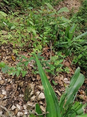 Furcraea guerrerensis