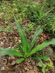 Furcraea guerrerensis