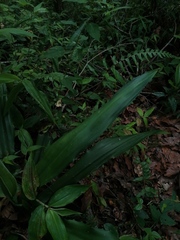 Furcraea guerrerensis