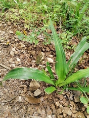 Furcraea guerrerensis