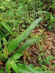 Furcraea guerrerensis