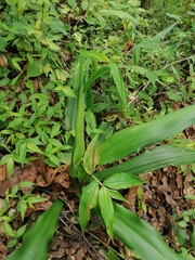 Furcraea guerrerensis