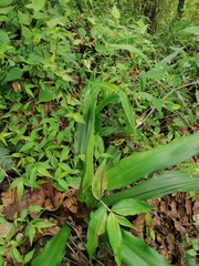 Furcraea guerrerensis