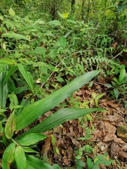 Furcraea guerrerensis