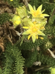 Ivesia gordonii