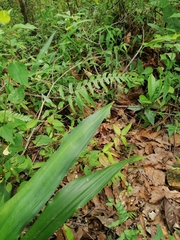 Furcraea guerrerensis