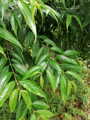 Prunus phaeosticta