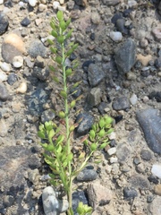 Lepidium ramosissimum