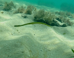 Stigmatopora nigra