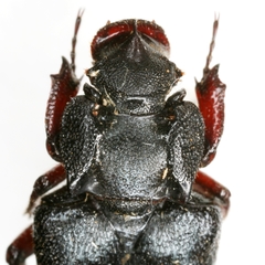 Cremastocheilus planipes