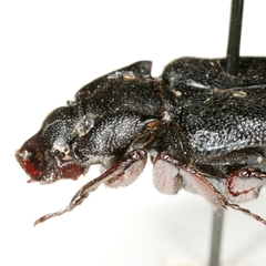 Cremastocheilus planipes