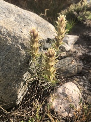Castilleja nana
