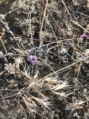 Lessingia tenuis