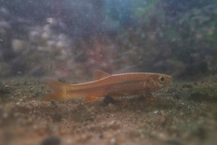 Rasbora microcephalus