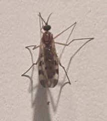 Sylvicola fenestralis