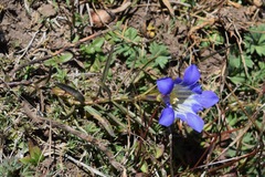 Gentiana bicuspidata