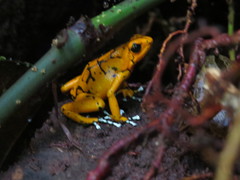 Little-Devil Poison Frog photo 1