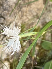 Dianthus spiculifolius