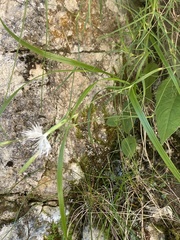 Dianthus spiculifolius