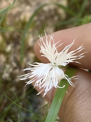 Dianthus spiculifolius
