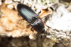 Selatosomus lateralis