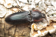Selatosomus lateralis