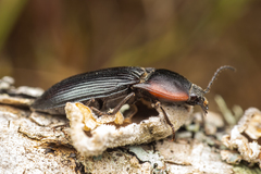 Selatosomus lateralis