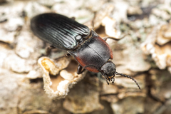 Selatosomus lateralis