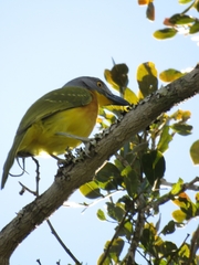 Malaconotus blanchoti extremus