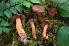 Cortinarius rubellus