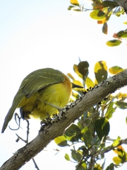 Malaconotus blanchoti extremus
