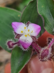Tradescantia cerinthoides