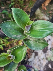 Tradescantia cerinthoides