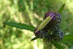 Agriphila straminella