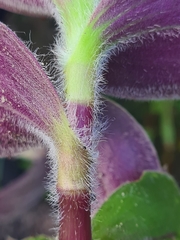 Tradescantia cerinthoides