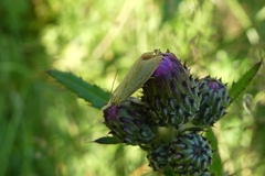 Agriphila straminella