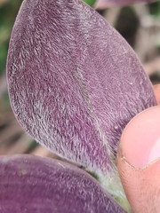 Tradescantia cerinthoides