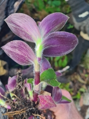 Tradescantia cerinthoides