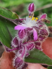 Tradescantia cerinthoides