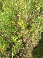 Geum macrophyllum perincisum