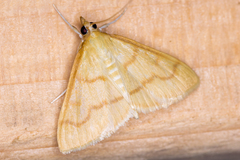 Helvibotys helvialis